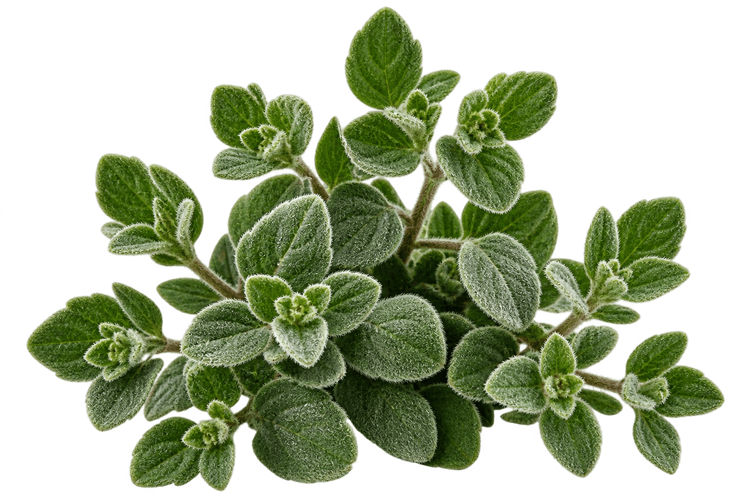 Badiyan