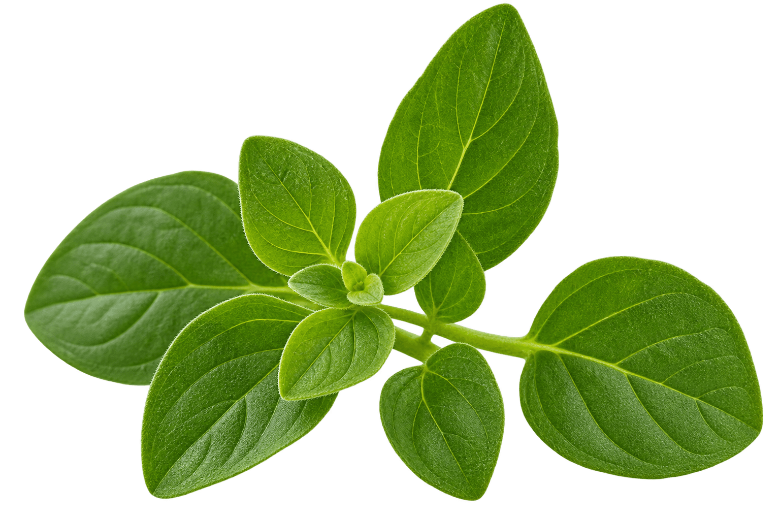 Brahmi
